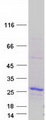 BAX Protein - Purified recombinant protein BAX was analyzed by SDS-PAGE gel and Coomassie Blue Staining
