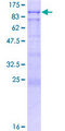 BAZ2B Protein - 12.5% SDS-PAGE of human BAZ2B stained with Coomassie Blue