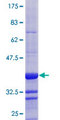 BAZ2B Protein - 12.5% SDS-PAGE Stained with Coomassie Blue.