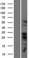 BBC3 / PUMA Protein - Western validation with an anti-DDK antibody * L: Control HEK293 lysate R: Over-expression lysate
