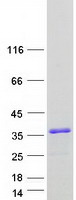 BBC3 / PUMA Protein - Purified recombinant protein BBC3 was analyzed by SDS-PAGE gel and Coomassie Blue Staining