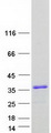 BBC3 / PUMA Protein - Purified recombinant protein BBC3 was analyzed by SDS-PAGE gel and Coomassie Blue Staining
