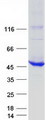BBOX1 / BBOX Protein - Purified recombinant protein BBOX1 was analyzed by SDS-PAGE gel and Coomassie Blue Staining