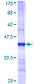 BBS1 Protein - 12.5% SDS-PAGE Stained with Coomassie Blue.