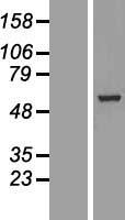 BBS4 Protein - Western validation with an anti-DDK antibody * L: Control HEK293 lysate R: Over-expression lysate