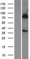 BBS7 Protein - Western validation with an anti-DDK antibody * L: Control HEK293 lysate R: Over-expression lysate