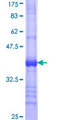 BBS7 Protein - 12.5% SDS-PAGE Stained with Coomassie Blue.