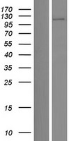 BBX Protein - Western validation with an anti-DDK antibody * L: Control HEK293 lysate R: Over-expression lysate