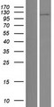 BBX Protein - Western validation with an anti-DDK antibody * L: Control HEK293 lysate R: Over-expression lysate