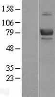 BCAM / CD239 Protein - Western validation with an anti-DDK antibody * L: Control HEK293 lysate R: Over-expression lysate