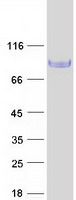 BCAM / CD239 Protein - Purified recombinant protein BCAM was analyzed by SDS-PAGE gel and Coomassie Blue Staining