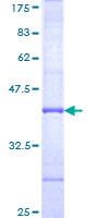 BCAN / Brevican Protein - 12.5% SDS-PAGE Stained with Coomassie Blue.
