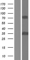 BCAP / PHF11 Protein - Western validation with an anti-DDK antibody * L: Control HEK293 lysate R: Over-expression lysate