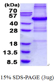 BCAP / PHF11 Protein