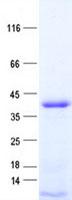 BCAP / PHF11 Protein