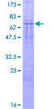 BCAP / PIK3AP1 Protein - 12.5% SDS-PAGE of human PIK3AP1 stained with Coomassie Blue