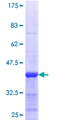 BCAP / PIK3AP1 Protein - 12.5% SDS-PAGE Stained with Coomassie Blue.