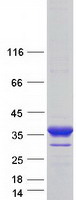 BCAP31 / BAP31 Protein - Purified recombinant protein BCAP31 was analyzed by SDS-PAGE gel and Coomassie Blue Staining