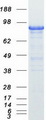 BCAR1 / p130Cas Protein - Purified recombinant protein BCAR1 was analyzed by SDS-PAGE gel and Coomassie Blue Staining