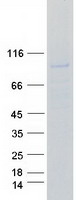 BCAR3 Protein - Purified recombinant protein BCAR3 was analyzed by SDS-PAGE gel and Coomassie Blue Staining