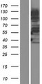 BCAS1 / NABC1 Protein - Western validation with an anti-DDK antibody * L: Control HEK293 lysate R: Over-expression lysate
