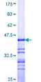 BCAS1 / NABC1 Protein - 12.5% SDS-PAGE Stained with Coomassie Blue.