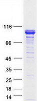 BCAS1 / NABC1 Protein - Purified recombinant protein BCAS1 was analyzed by SDS-PAGE gel and Coomassie Blue Staining