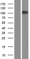 BCAS3 Protein - Western validation with an anti-DDK antibody * L: Control HEK293 lysate R: Over-expression lysate