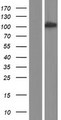 BCAS3 Protein - Western validation with an anti-DDK antibody * L: Control HEK293 lysate R: Over-expression lysate