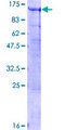BCAS3 Protein - 12.5% SDS-PAGE of human BCAS3 stained with Coomassie Blue