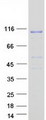 BCAS3 Protein - Purified recombinant protein BCAS3 was analyzed by SDS-PAGE gel and Coomassie Blue Staining