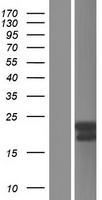 BCAS4 Protein - Western validation with an anti-DDK antibody * L: Control HEK293 lysate R: Over-expression lysate