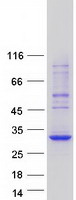 BCAS4 Protein - Purified recombinant protein BCAS4 was analyzed by SDS-PAGE gel and Coomassie Blue Staining