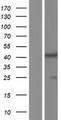 BCAT1 / ECA39 Protein - Western validation with an anti-DDK antibody * L: Control HEK293 lysate R: Over-expression lysate