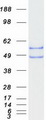 BCAT1 / ECA39 Protein - Purified recombinant protein BCAT1 was analyzed by SDS-PAGE gel and Coomassie Blue Staining