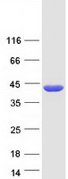 BCAT2 Protein - Purified recombinant protein BCAT2 was analyzed by SDS-PAGE gel and Coomassie Blue Staining