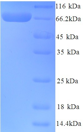 BCHE / Cholinesterase Protein