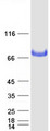 BCHE / Cholinesterase Protein - Purified recombinant protein BCHE was analyzed by SDS-PAGE gel and Coomassie Blue Staining