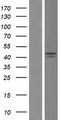 BCKDHA / BCKDE1A Protein - Western validation with an anti-DDK antibody * L: Control HEK293 lysate R: Over-expression lysate