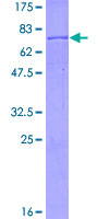BCKDHA / BCKDE1A Protein - 12.5% SDS-PAGE of human BCKDHA stained with Coomassie Blue