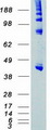 BCKDK Protein - Purified recombinant protein BCKDK was analyzed by SDS-PAGE gel and Coomassie Blue Staining