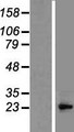BCL10 / BCL-10 Protein - Western validation with an anti-DDK antibody * L: Control HEK293 lysate R: Over-expression lysate