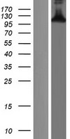BCL11B Protein - Western validation with an anti-DDK antibody * L: Control HEK293 lysate R: Over-expression lysate