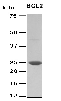 BCL2 / Bcl-2 Protein