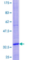 BCL2 / Bcl-2 Protein - 12.5% SDS-PAGE Stained with Coomassie Blue.