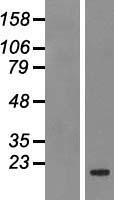 BCL2A1 Protein - Western validation with an anti-DDK antibody * L: Control HEK293 lysate R: Over-expression lysate