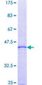 BCL2A1 Protein - 12.5% SDS-PAGE of human BCL2A1 stained with Coomassie Blue