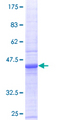 BCL2A1 Protein - 12.5% SDS-PAGE of human BCL2A1 stained with Coomassie Blue