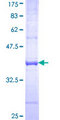 BCL2A1 Protein - 12.5% SDS-PAGE Stained with Coomassie Blue.