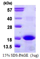 BCL2A1 Protein